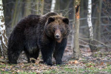 Ormandaki büyük kahverengi ayı portresini kapat. Doğada tehlikeli bir hayvan var. Büyük memeli. Vahşi yaşam sahnesi
