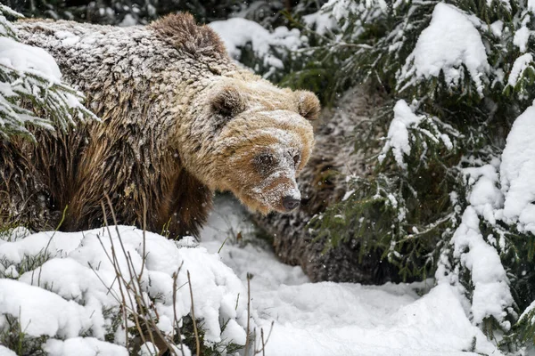 Close Brown Bear Winter Forest Danger Animal Nature Habitat Big — Stock Photo, Image