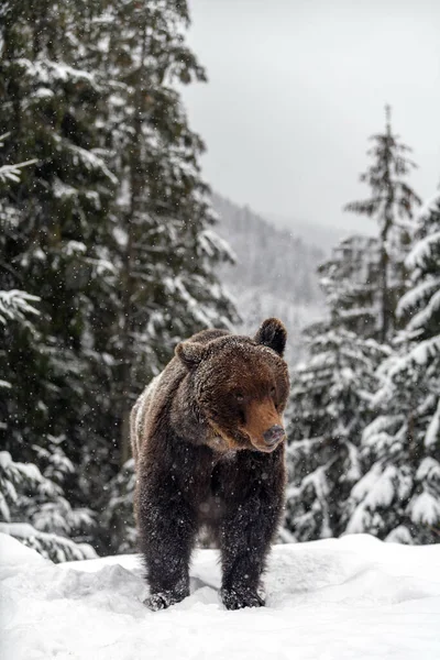 Urso Marrom Close Floresta Inverno Perigo Animal Habitat Natural Grande — Fotografia de Stock