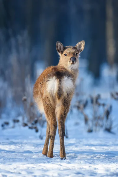 Sluiten Baby Majestueus Rood Hert Winter Bos Schattig Wild Zoogdier — Stockfoto