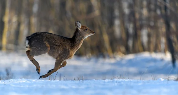 Stäng Unga Majestätiska Kronhjort Vinterskogen Söta Vilda Däggdjur Naturlig Miljö — Stockfoto