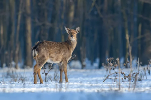 冬の森の中で若い雄大な赤い鹿を閉じます 自然の中でかわいい野生の哺乳動物 自然からの野生動物のシーン — ストック写真