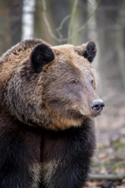 Близький Портрет Дикого Великого Коричневого Ведмедя Лісі Небезпека Тварин Природному — стокове фото