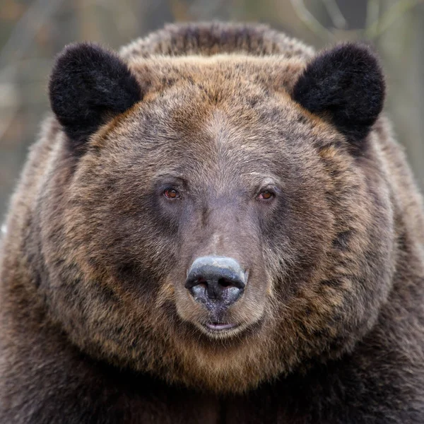 Fechar Retrato Selvagem Grande Urso Marrom Retrato Floresta Perigo Animal — Fotografia de Stock