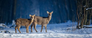 Kış ormanında iki genç görkemli kızıl geyiği kapat. Doğal ortamda sevimli vahşi memeliler. Doğadan vahşi yaşam sahnesi