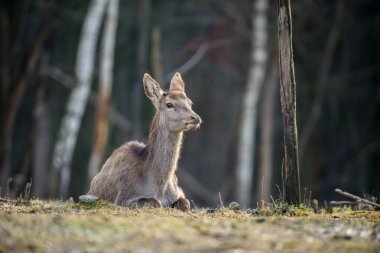Ormanda görkemli geyik geyiği. Doğa habitatında bir hayvan. Büyük memeli. Vahşi yaşam sahnesi