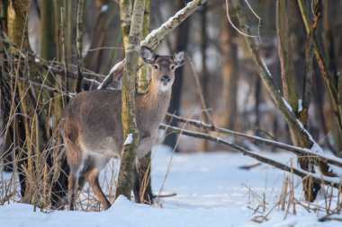 Kış ormanında genç görkemli kızıl geyiği kapat. Doğal ortamda sevimli vahşi memeliler. Doğadan vahşi yaşam sahnesi