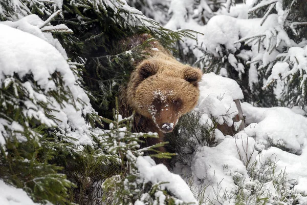 Oso Pardo Cerca Bosque Invierno Peligro Animal Hábitat Natural Mamífero —  Fotos de Stock