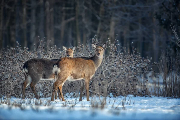 Închideți Doi Tineri Cerbi Roșii Maiestuoși Pădurea Iarnă Mamifere Sălbatice — Fotografie, imagine de stoc