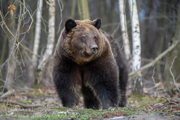 Zavřít Divoký Velký Hnědý Medvěd Portrét Lese Nebezpečné Zvíře Přírodním — Stock fotografie