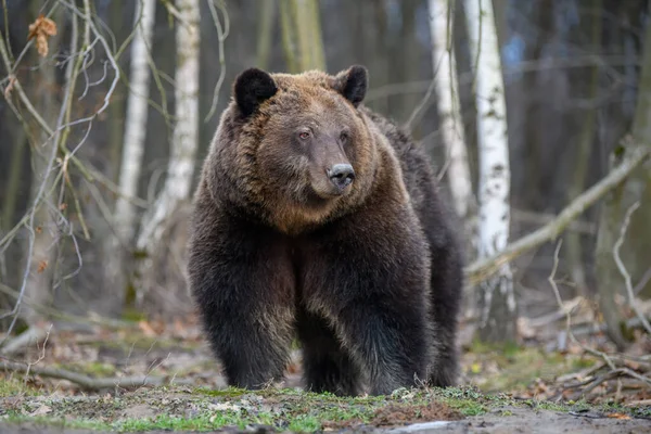 Близький Портрет Дикого Великого Коричневого Ведмедя Лісі Небезпека Тварин Природному — стокове фото