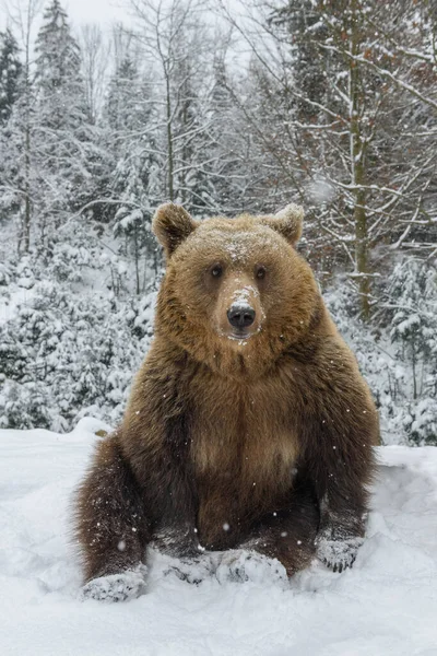 Close Urso Marrom Sentado Uma Pose Engraçada Floresta Inverno Perigo — Fotografia de Stock