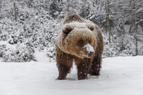 Zbliżenie Niedźwiedź Brunatny Zimowy Las Niebezpieczne Zwierzę Środowisku Naturalnym Wielki — Zdjęcie stockowe