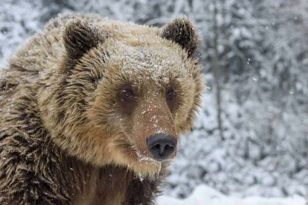 Close Wild Big Brown Bear Portrait Winter Forest Danger Animal — Stock Photo, Image