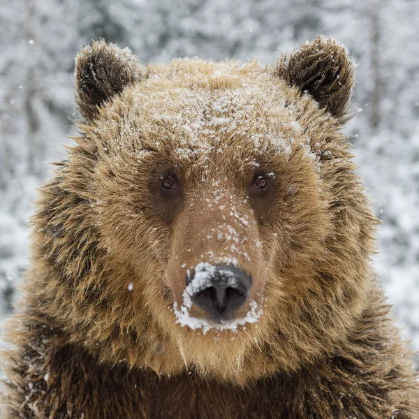 Close Wild Big Brown Bear Portrait Winter Forest Danger Animal — Stock Photo, Image