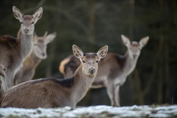 Ciervo Majestuoso Bosque Animal Hábitat Natural Mamífero Grande Vida Silvestre — Foto de Stock