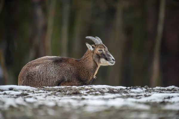 Grand Animal Mouflon Mouflon Ovis Orientalis Animal Cornes Forestières Dans — Photo