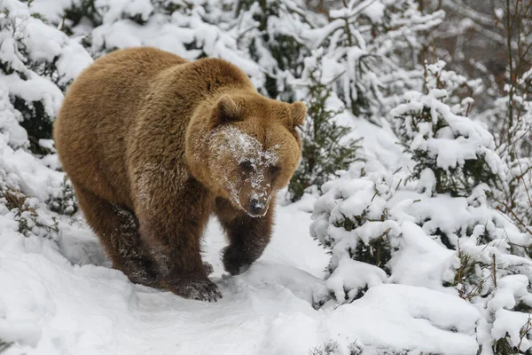 Urso Marrom Close Floresta Inverno Perigo Animal Habitat Natural Grande — Fotografia de Stock