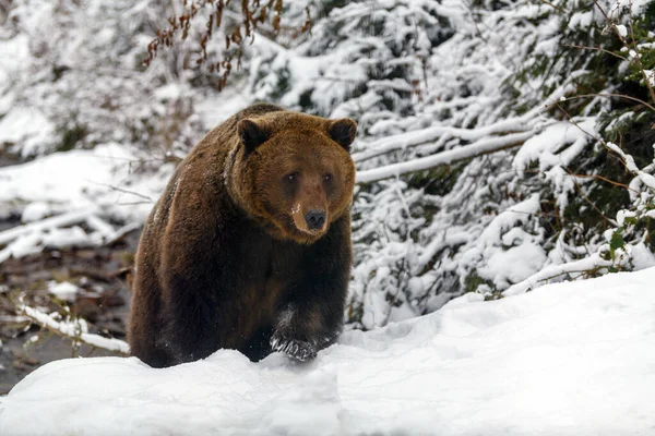 Ursul Brun Aproape Pădurea Iarnă Animale Periculoase Habitatul Natural Mare — Fotografie, imagine de stoc