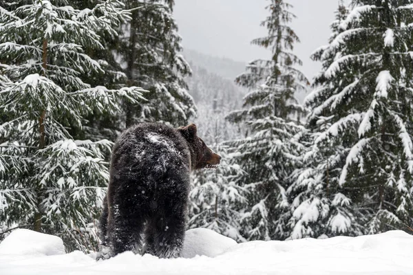 Urso Marrom Close Floresta Inverno Perigo Animal Habitat Natural Grande — Fotografia de Stock