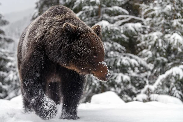 Крупним Планом Коричневий Ведмідь Зимовому Лісі Небезпека Тварин Природному Середовищі — стокове фото