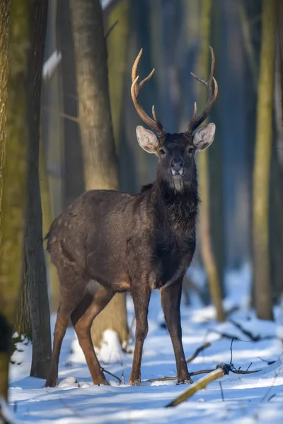 Близкий Юный Величественный Олень Зимнем Лесу Милые Дикие Млекопитающие Естественной — стоковое фото