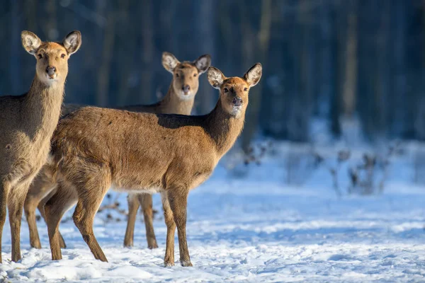 Close Three Young Majestic Red Deer Winter Forest Cute Wild — Stock Photo, Image