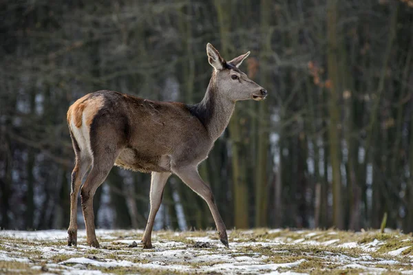 Fenséges Szarvas Szarvas Erdőben Állatok Természetben Nagy Emlős Vadvilági Jelenet — Stock Fotó