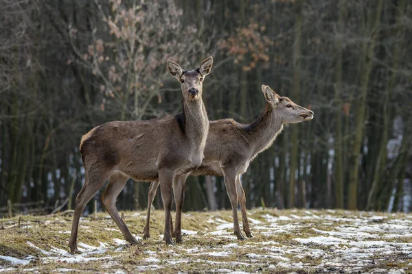 Fenséges Szarvas Szarvas Erdőben Állatok Természetben Nagy Emlős Vadvilági Jelenet — Stock Fotó