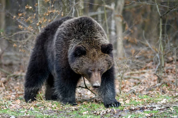 Близький Портрет Дикого Великого Коричневого Ведмедя Лісі Небезпека Тварин Природному — стокове фото