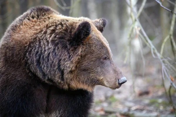 Cerrar Retrato Salvaje Oso Marrón Grande Retrato Bosque Peligro Animal — Foto de Stock