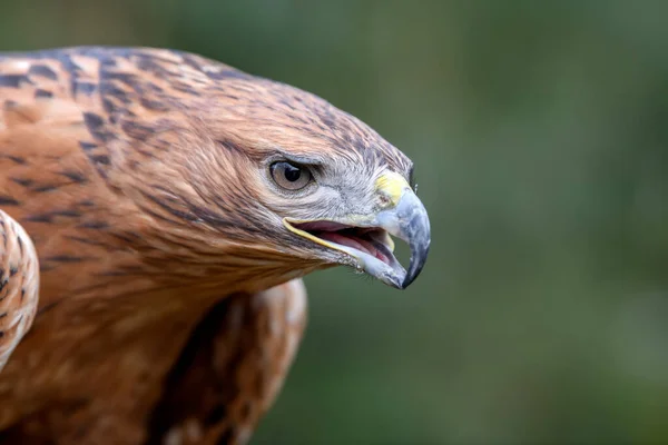 森林里的草原鹰肖像 自然界栖息地中的危险动物 野生动物场景 — 图库照片