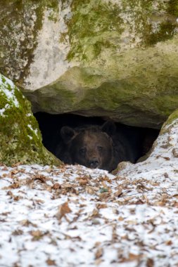 Kahverengi ayı (Ursus arctos), kışın büyük bir kayanın altındaki ormandaki yuvasından dışarı bakar. 