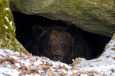Kahverengi ayı (Ursus arctos), kışın büyük bir kayanın altındaki ormandaki yuvasından dışarı bakar. 