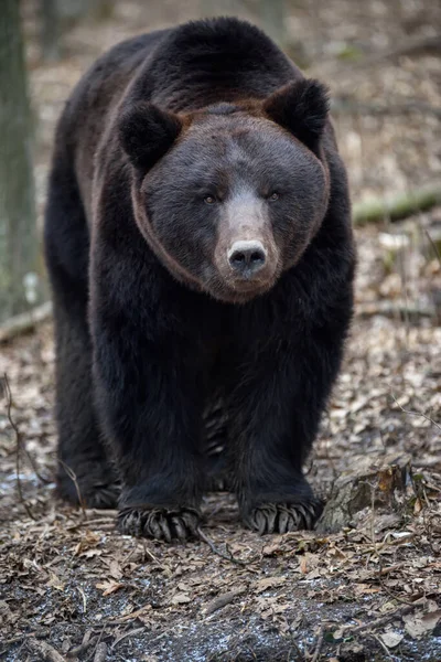 Дикий Взрослый Коричневый Медведь Ursus Arctos Зимнем Лесу Опасное Животное — стоковое фото