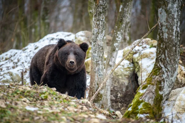 Дикий Дорослий Ведмідь Браун Ursus Arctos Зимовому Лісі Небезпечна Тварина — стокове фото