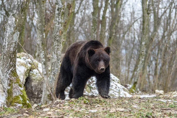 Дикий Дорослий Ведмідь Браун Ursus Arctos Зимовому Лісі Небезпечна Тварина — стокове фото