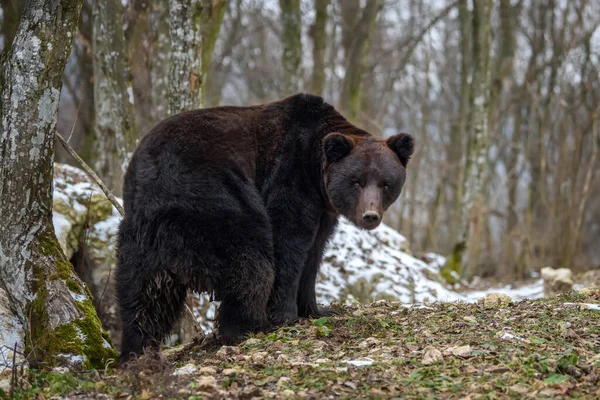 Дикий Взрослый Коричневый Медведь Ursus Arctos Зимнем Лесу Опасное Животное — стоковое фото