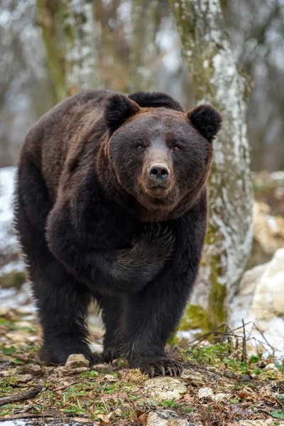 Urso Castanho Adulto Selvagem Engraçado Ursus Arctos Levantou Pata Floresta — Fotografia de Stock