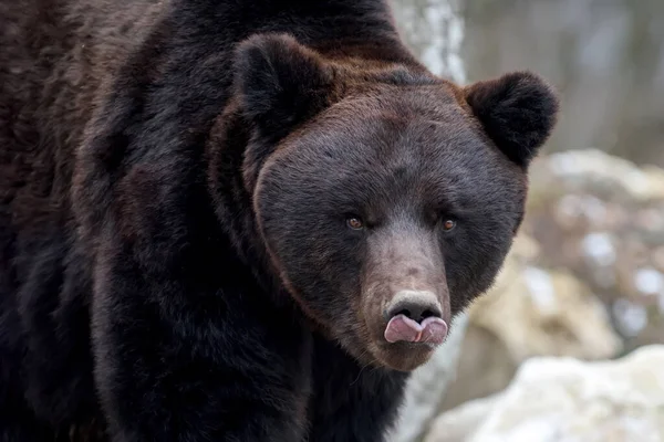 Dospělý Medvěd Hnědý Ursus Arctos Zimním Lese Nebezpečné Zvíře Přírodním — Stock fotografie
