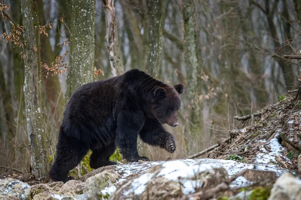 Oso Marrón Adulto Salvaje Ursus Arctos Bosque Invierno Animal Peligroso —  Fotos de Stock