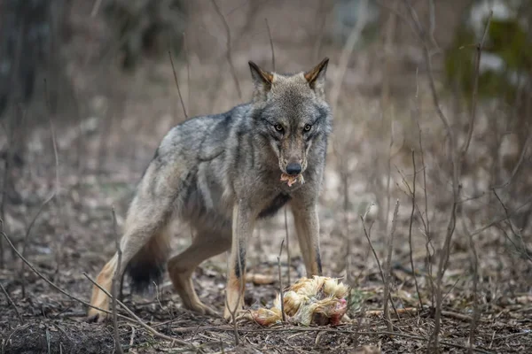 Zblízka Vlk Jíst Kuře Lese Pozadí Zvíře Přírodním Prostředí — Stock fotografie