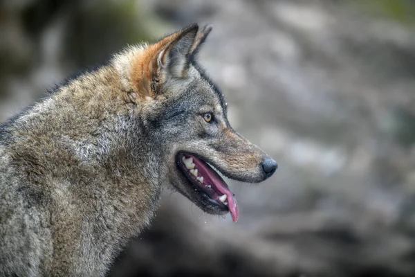 Close Portret Wolf Winter Bos Achtergrond Dier Natuurlijke Habitat — Stockfoto