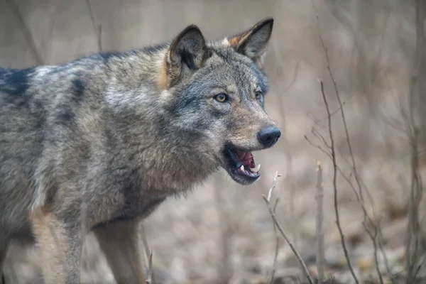在冬季森林背景下 近距离观察狼人的肖像 自然界中的动物栖息地 — 图库照片