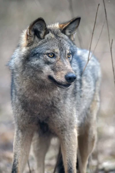 Κοντινό Πλάνο Πορτρέτο Λύκος Στο Χειμερινό Δάσος Φόντο Ζώο Στο — Φωτογραφία Αρχείου