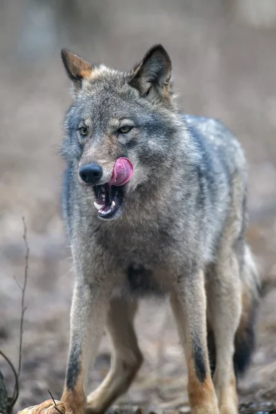 Close Portret Wolf Winter Bos Achtergrond Dier Natuurlijke Habitat — Stockfoto