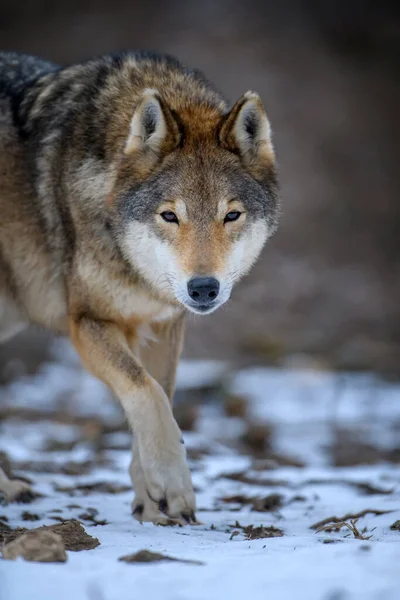 Närbild Varg Vinter Skog Bakgrund Djur Naturmiljön — Stockfoto