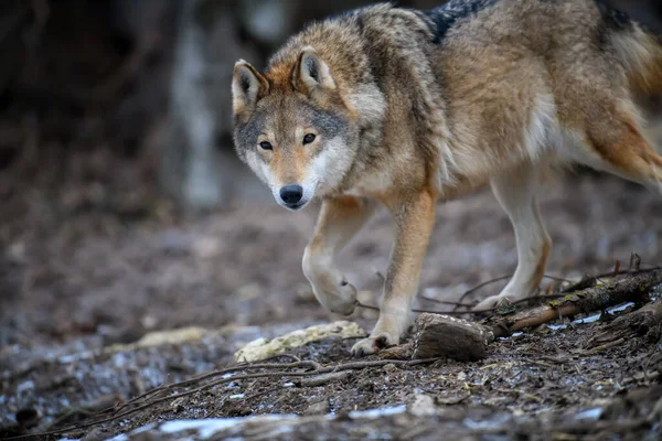 Cerca Lobo Fondo Del Bosque Invierno Animales Hábitat Natural — Foto de Stock