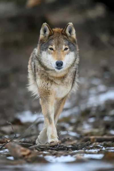 Close Wolf Winter Bos Achtergrond Dier Natuurlijke Habitat — Stockfoto