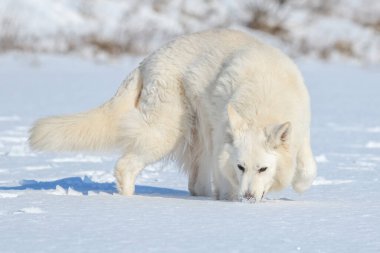 Kışın kar üzerinde koşan beyaz İsviçreli çoban köpeği